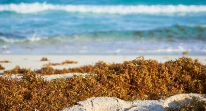Sargazo rebasa contención en Quintana Roo; llegan 9 mil toneladas diarias