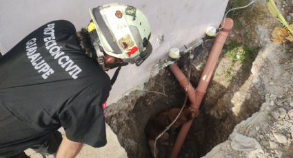 Salvan a perro atrapado en una excavación en Guadalupe