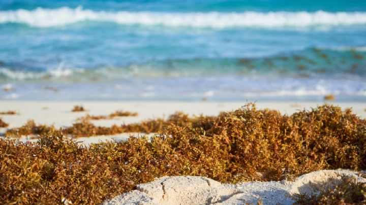 Sargazo rebasa contención en Quintana Roo; llegan 9 mil toneladas diarias