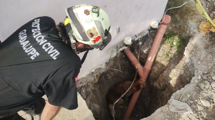 Salvan a perro atrapado en una excavación en Guadalupe