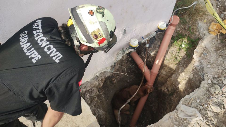 Rosco fue rescatado tras quedar atrapado en una excavación en Guadalupe.