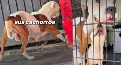 Rescatan a perrita y sus cachorros en Nuevo León