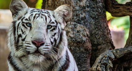 Muere tigre de Bengala de Tepetlaoxtoc tras ser capturado