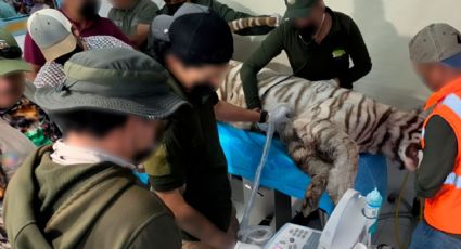 Profepa y municipio niegan versiones encontradas en muerte de tigre