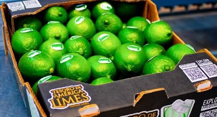 Sembradores de Veracruz exportan limón persa a Rusia
