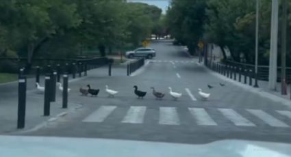 VIDEO | Captan a patitos cruzando la calle en San Pedro