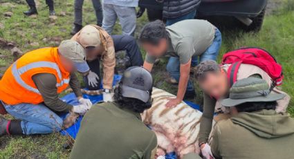 Acusan montaje tras muerte de tigre de bengala