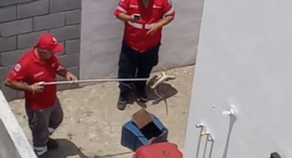 Capturan serpiente en vivienda de Salinas Victoria