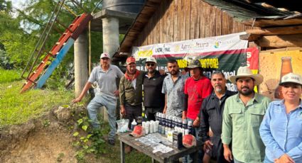 Refuerzan combate al gusano barrenador en Montemorelos