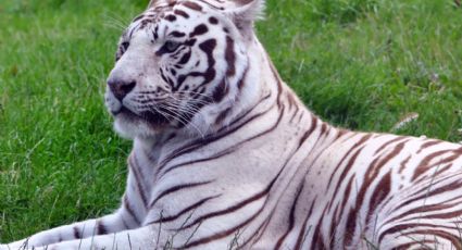 Tigre Kenzo: revelan cuándo se conocerá la necropsia