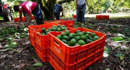 Aguacateros de EU acusan al narco de controlar producción en México
