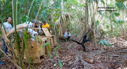 Liberan monos araña rescatados de tráfico ilegal