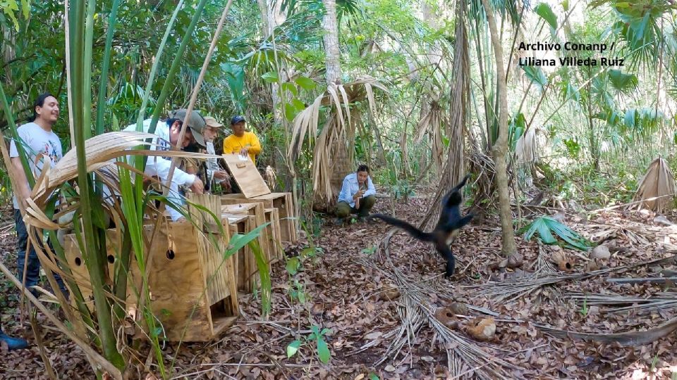 Los ejemplares fueron rescatados previamente en operativos contra el tráfico ilegal de fauna silvestre.