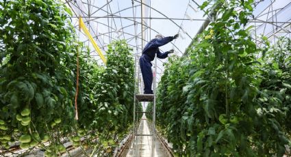 Productores advierten riesgo agroalimentario por el T-MEC